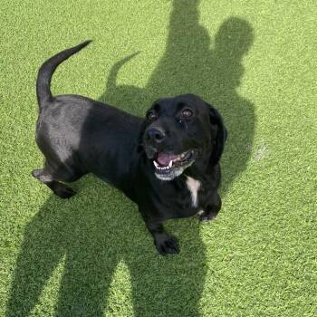 Justice 5027 -  Labrador Retriever Dog for Adoption in Loxahatchee Groves, Florida - Justice 5027 | PetCurious