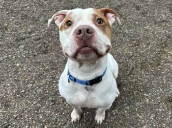 Baby Shark -  Pit Bull Terrier Dog for Adoption in Golden Valley, Minnesota - Baby Shark | PetCurious