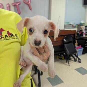 Madison -  Chihuahua Dog for Adoption in Stratford, Connecticut - Madison | PetCurious