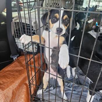 Saffron -  Mixed Breed Dog for Adoption in Tomah, Wisconsin - Saffron | PetCurious