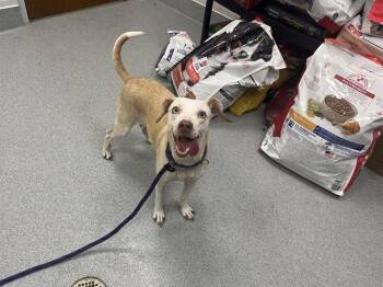 SMILEY -  Labrador Retriever and Chihuahua Dog for Adoption in Ocala, Florida - SMILEY | PetCurious