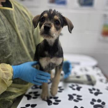 Wirehaired Terrier and Mixed Breed Dogs Available for Adoption in Incline Village, Nevada - Zeta | PetCurious