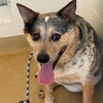 Essa -  Mixed Breed Dog for Adoption in Asheville, North Carolina - Essa | PetCurious
