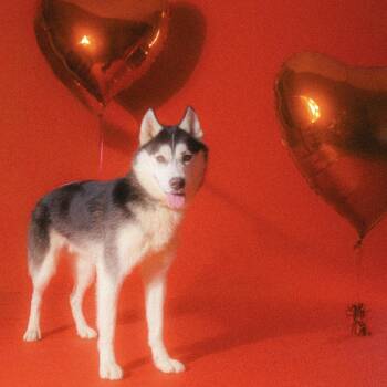 Husky Dogs Available for Adoption - Duncan | PetCurious