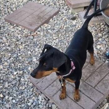 Astrid -  Miniature Pinscher Dog for Adoption in Carlsbad, California - Astrid | PetCurious
