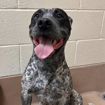 Smudge -  Australian Cattle Dog Blue Heeler and Mixed Breed Dog for Adoption in Reno, Nevada - Smudge | PetCurious