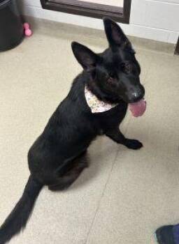 Rescue German Shepherd Dog Dogs for Adoption in Bucyrus, Ohio - Tess | PetCurious