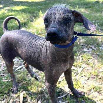Tito -  Xoloitzcuintli Mexican Hairless Dog for Adoption in Sonoma, California - Tito | PetCurious