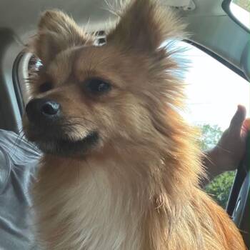 Huxley SH 7/22 -  Pomeranian and Mixed Breed Dog for Adoption in Huntington, West Virginia - Huxley SH 7/22 | PetCurious