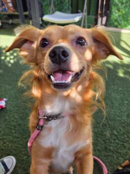 *CLARKE -  Dachshund and Chihuahua Dog for Adoption in Woodland, California - *CLARKE | PetCurious