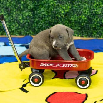 Dixon -  Pit Bull Terrier and Labrador Retriever Dog for Adoption in East St. Louis, Illinois - Dixon | PetCurious
