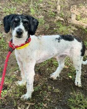 Bryer -  Poodle and Mixed Breed Dog for Adoption in Malvern, Pennsylvania - Bryer | PetCurious