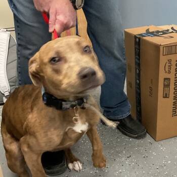 Rescue Pit Bull Terrier Dogs for Adoption in Saint Joseph, Missouri - Segway | PetCurious