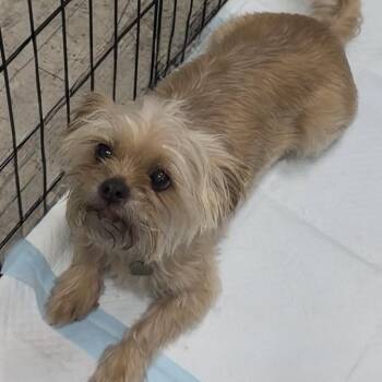 Annie -  Maltese Dog for Adoption in Las Vegas, Nevada - Annie | PetCurious