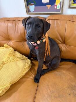 Roxy Moxie Divine -  Labrador Retriever and Mixed Breed Dog for Adoption in Friendswood, Texas - Roxy Moxie Divine | PetCurious