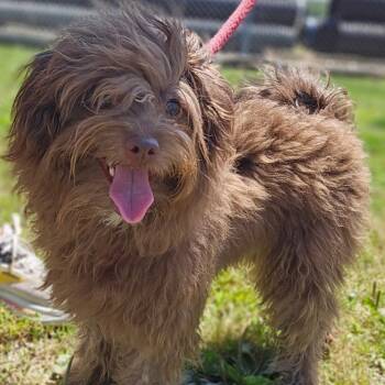 Riley -  Cockapoo Dog for Adoption in Jasper, Indiana - Riley | PetCurious
