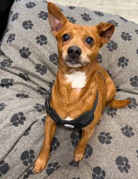 Chihuahua and Dachshund Dogs Available for Adoption in Ellijay, Georgia - Pappy | PetCurious