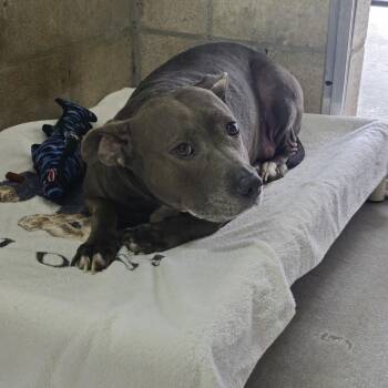 Terrier Dogs Available for Adoption in Clearwater, Florida - Faith | PetCurious