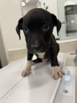 NEWT -  Pit Bull Terrier and Mixed Breed Dog for Adoption in Baytown, Texas - NEWT | PetCurious