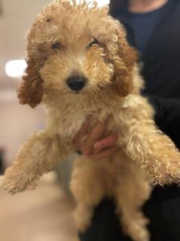 Marley -  Poodle Dog for Adoption in Lima, Ohio - Marley | PetCurious
