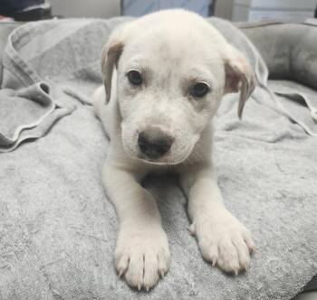 Hoss -  Mixed Breed Dog for Adoption in Sapulpa, Oklahoma - Hoss | PetCurious