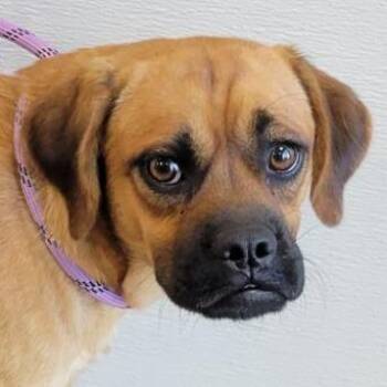 110357 -  Mixed Breed Dog for Adoption in Las Cruces, New Mexico - 110357 | PetCurious
