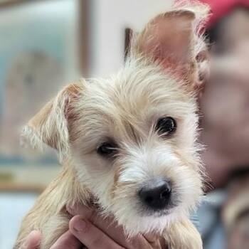 Wink AKA Toby -  Terrier Dog for Adoption in Portsmouth, Ohio - Wink AKA Toby | PetCurious