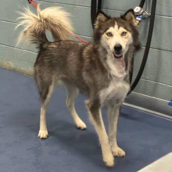 LILYANA -  Husky Dog for Adoption in Greensboro, North Carolina - LILYANA | PetCurious