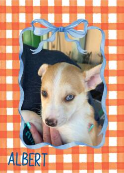 Albert -  Chihuahua Dog for Adoption in Eugene, Oregon - Albert | PetCurious