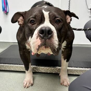 Bertha -  American Bulldog Dog for Adoption in Abilene, Texas - Bertha | PetCurious