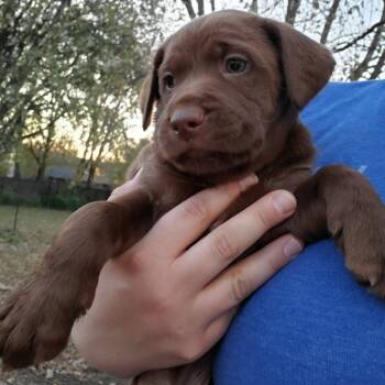 Rescue Dachshund and Labrador Retriever Dogs for Adoption in Normal, Illinois - Vanilla | PetCurious