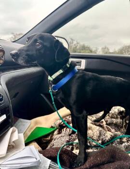 Dachshund Dogs Available for Adoption in Silsbee, Texas - Stewie Aka Stewie A (A137213)  | PetCurious