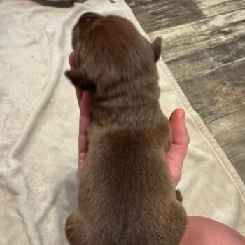 Mixed Breed Dogs Available for Adoption in Alabaster, Alabama - Evee - In Foster | PetCurious