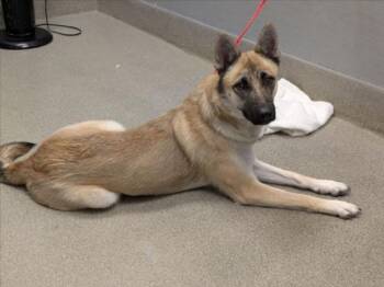 RAVEN -  German Shepherd Dog Dog for Adoption in Las Vegas, Nevada - RAVEN | PetCurious