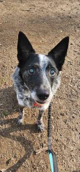Australian Cattle Dog Blue Heeler Dogs Available for Adoption in Renfrew, Pennsylvania - Mutt Damon (in Foster) | PetCurious