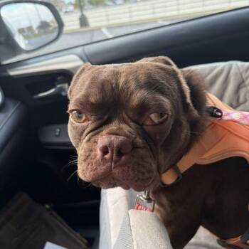 French Bulldog Dogs Available for Adoption in Huber Heights, Ohio - Ruby | PetCurious