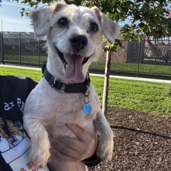 Uncle Randy -  Mixed Breed Dog for Adoption in Wheaton, Illinois - Uncle Randy | PetCurious