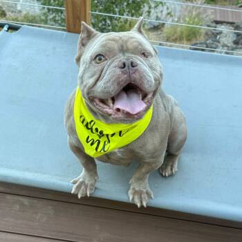 Rescue American Bulldog and Mixed Breed Dogs for Adoption in Turlock, California - Piglet | PetCurious