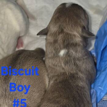 Mini -  American Staffordshire Terrier Dog for Adoption in West Richland, Washington - Mini | PetCurious