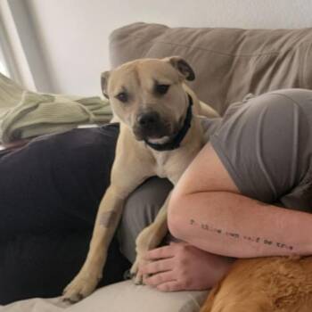Tiburon -  Pit Bull Terrier and Labrador Retriever Dog for Adoption in Las Vegas, Nevada - Tiburon | PetCurious
