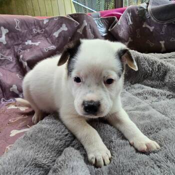 Spectre (Spectral Litter) -  Husky and Labrador Retriever Dog for Adoption - Spectre (Spectral Litter) | PetCurious
