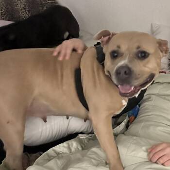 Mixed Breed Dogs Available for Adoption - Big Bertha | PetCurious