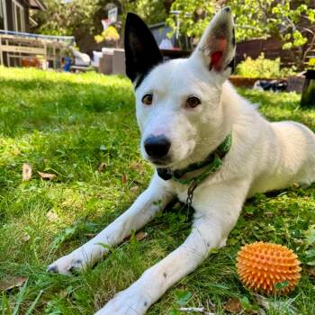 MISTY -  Australian Cattle Dog Blue Heeler and Mixed Breed Dog for Adoption in Richmond, California - MISTY | PetCurious