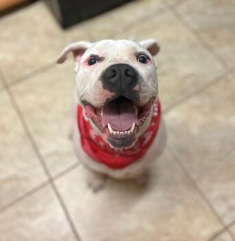 Rescue American Bulldog Dogs for Adoption in Longview, Texas - JC | PetCurious
