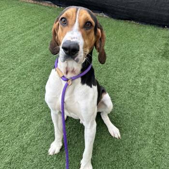 Festus -  Treeing Walker Coonhound Dog for Adoption in Canton, Illinois - Festus | PetCurious