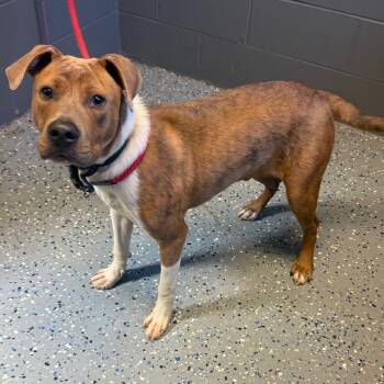 TUSC-Stray-85225 -  Pit Bull Terrier and Mixed Breed Dog for Adoption in Tuscaloosa, Alabama - TUSC-Stray-85225 | PetCurious