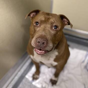 Pit Bull Terrier Dogs Available for Adoption in Durango, Colorado - Kronos | PetCurious
