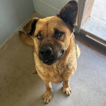 German Shepherd Dog and Chow Chow Dogs Available for Adoption - Chencho | PetCurious