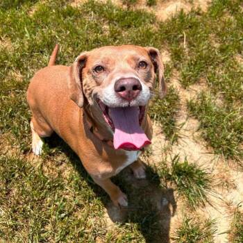 Tambourine -  Pit Bull Terrier Dog for Adoption in Shepherdsville, Kentucky - Tambourine | PetCurious