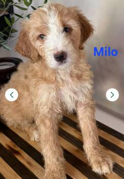 Milo -  Goldendoodle and Bernadoodle Dog for Adoption in Blairstown, New Jersey - Milo | PetCurious